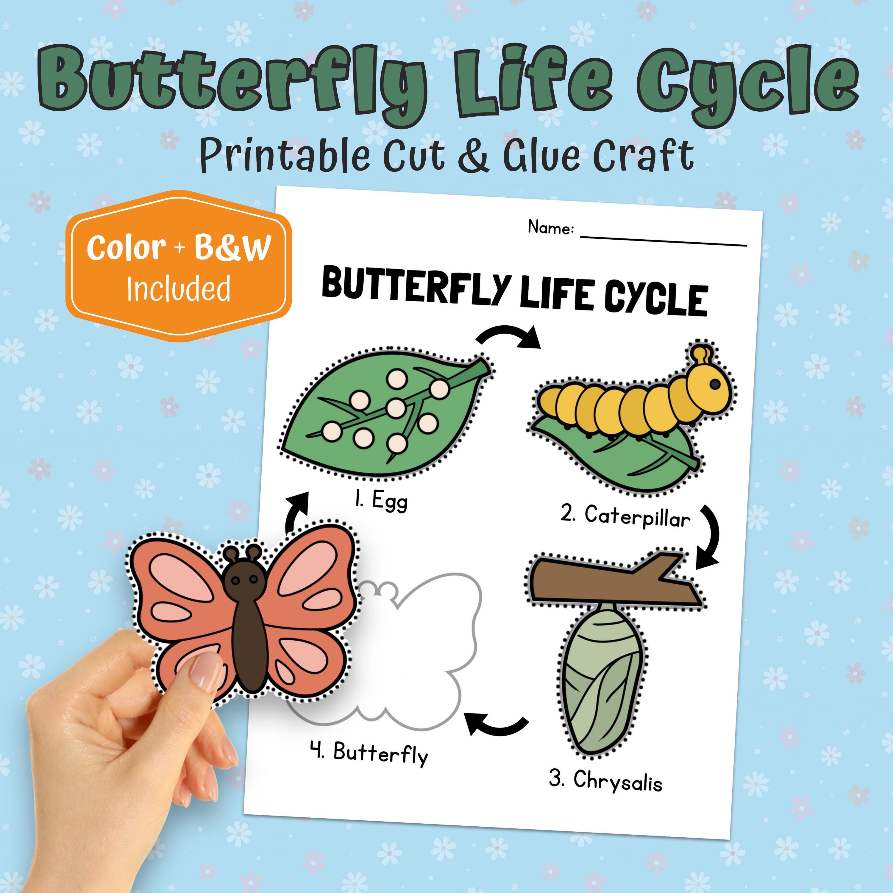 33 Flutter into Fun: Best Butterfly Craft Kits for Kids 4 Butterfly Life Cycle Cut & Glue Craft Printable Color and Assemble…