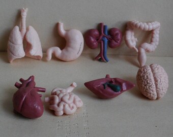 Rare Set of 8 Plastic Figures by Safari Ltd. Human Organs. Large Intestine, Small Intestine, Stomach, Lungs, Brain, Kidneys, Liver and Heart