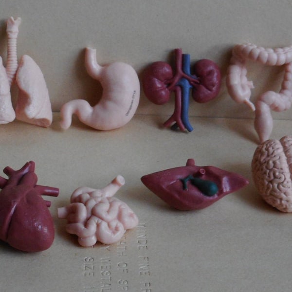 Rare Set of 8 Plastic Figures by Safari Ltd. Human Organs. Large Intestine, Small Intestine, Stomach, Lungs, Brain, Kidneys, Liver and Heart