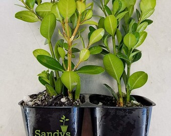 Winter Gem Boxwood Leaves Turning White And Yellow Backyard