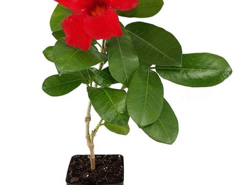 Mandevilla Giant Crimson 3 inch pot