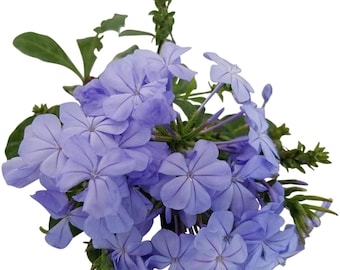 Plumbago Auriculata Perennial Shrub, Imperial Blue Flower, Lot of 6 Starter Plants