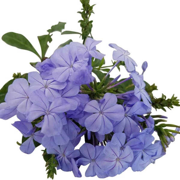 Plumbago Auriculata Perennial Shrub, Imperial Blue Flower, Lot of 6 Starter Plants