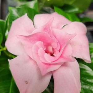 May include: Close-up of a vibrant pink flower with multiple petals, surrounded by lush green leaves. The flower's center is a darker shade of pink, creating a striking contrast. The petals have a delicate texture.