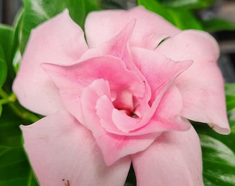 Planta de inicio Mandevilla Double Pink Blush, maceta de 4 pulgadas