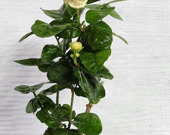 Jasmine Sambac Grand Duke of Tuscany 4 inch Pot