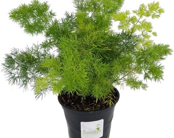 Fern Asparagus Myriocladus Ming, Ground Cover or Baskets, 4 Inch Pot