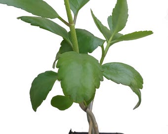 Bryophyllum pinnatum Wonder of The World, Life Plant, Miracle Leaf, Medicinal Plant, Cathedral Bells, and Goethe Plant, 3 Inch Pot