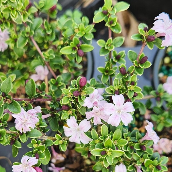 Serissa Foetida, Fairy Pink Flower, 4 Inch Pot