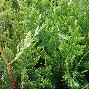 Thuja Green Giant Arborvitae 3 Inch Pot, Lot of 75 Bild 6
