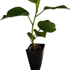 Hibiscus Cajun Color Purple Magic Starter Plant image 2