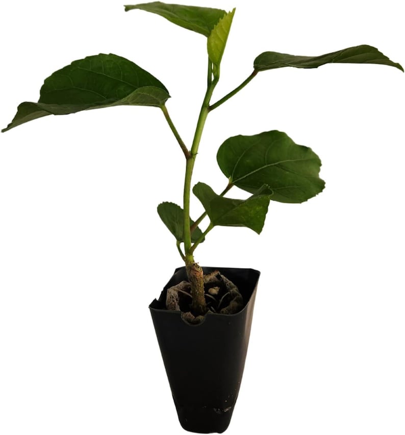 Hibiscus Cajun Color Purple Magic Starter Plant image 2