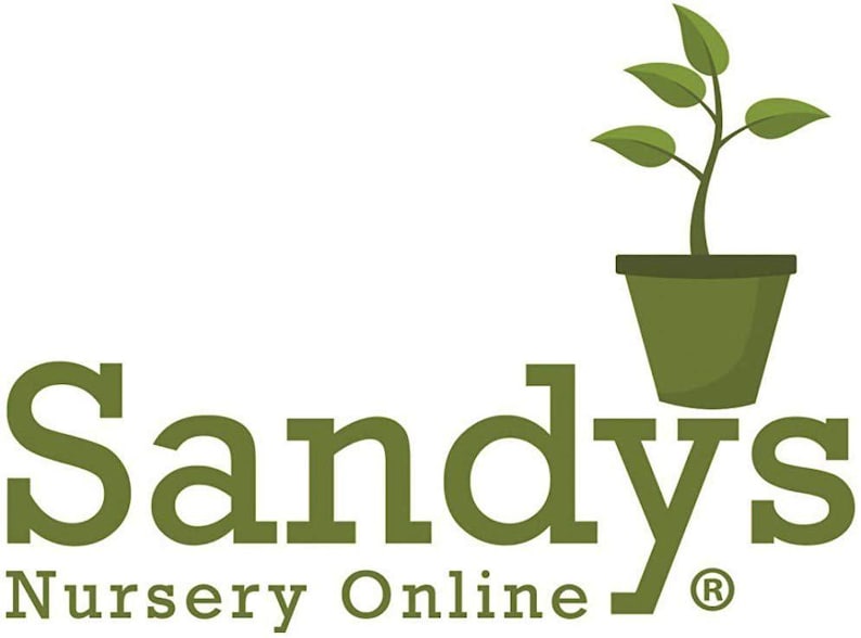 Arbusto perenne de acebo (Ilex), variedad Nellie R Stevens, maceta de 7,6 cm (3 pulgadas). imagen 5