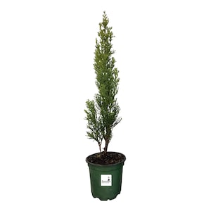 May include: A small, green evergreen tree in a dark green plastic pot. The tree has a slender, upright form with dense, scale-like foliage. The pot has a white label with the text "Sandy's" and a logo.