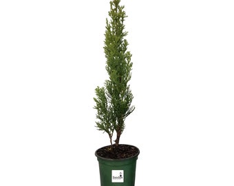 Italian Cypress Evergreen Tree, Cupressus sempervirens, 4 Inch Pot