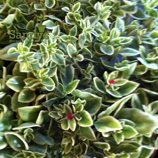 Ice Plant Ground Cover, Variegated Aptenia Cordifolia, Starter Plant, Lot of 2