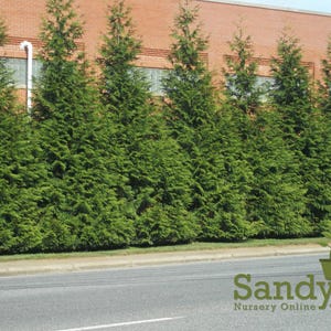 Thuja Green Giant Arborvitae 3 Inch Pot, Lot of 6 image 5