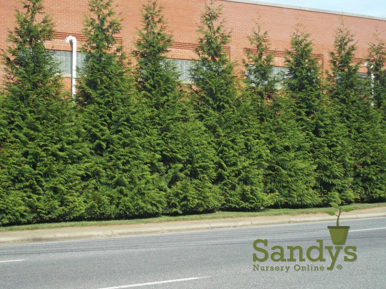 Thuja Green Giant Arborvitae 3 Inch Pot, Lot of 6 image 5