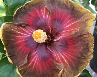 Hibiscus Cajun Color Smauge, Starter Plant