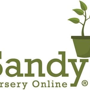 Gardenia August Beauty Starter Plant 画像 3