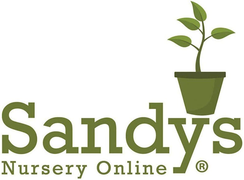 Gardenia August Beauty Starter Plant 画像 3