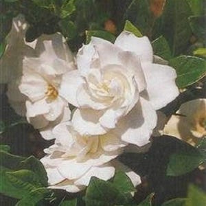 Gardenia August Beauty Starter Plant