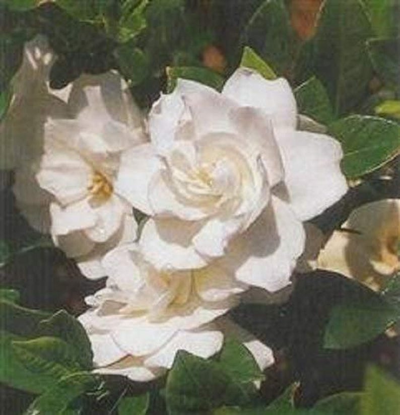 Gardenia August Beauty Starter Plant 画像 1