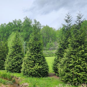 Thuja Green Giant Arborvitae 3 Inch Pot, Lot of 75 Bild 5