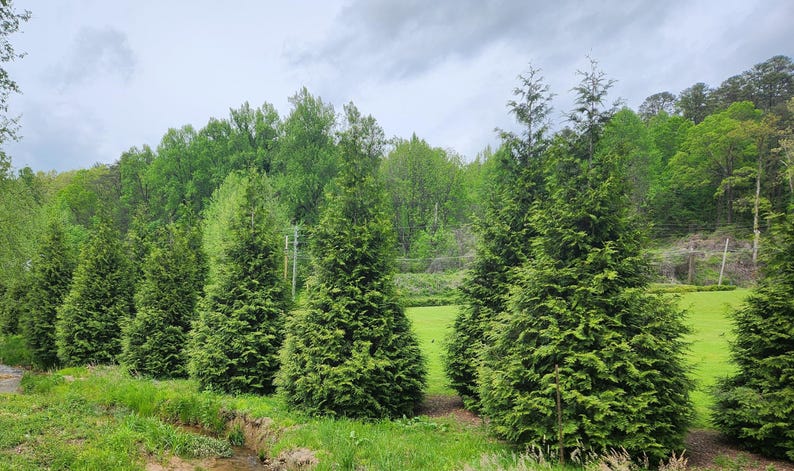 Thuja Green Giant Arborvitae 3 Inch Pot, Lot of 75 Bild 5