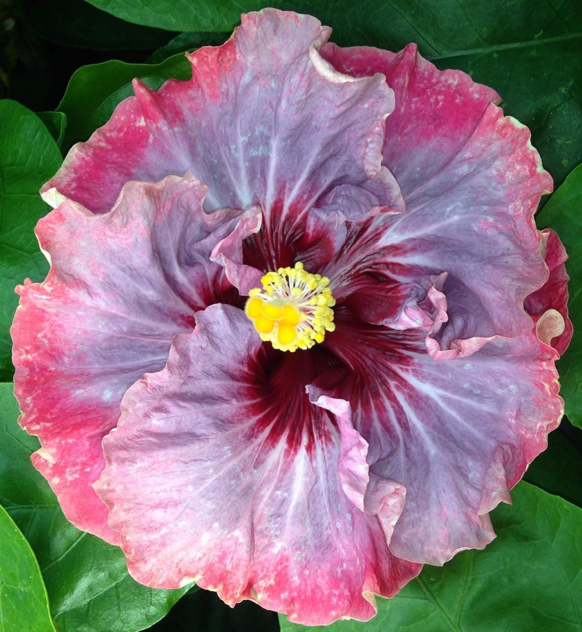 Hibiscus Cajun Color Live Plant Dark Princess 4 Inch Pot