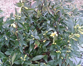 Jazmín Carolina Gelsemium Sempervirens, Flor Amarilla Vid