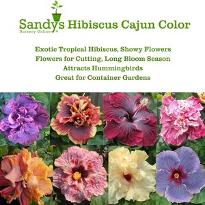 Hibiscus Cajun Color Purple Magic Starter Plant image 7