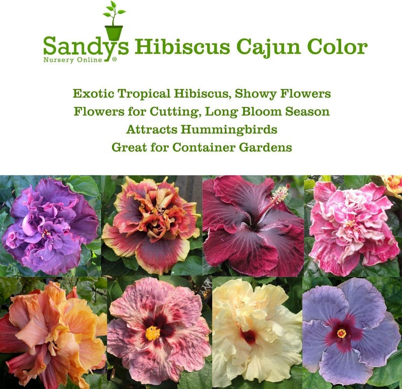Hibiscus Cajun Color Purple Magic Starter Plant image 7