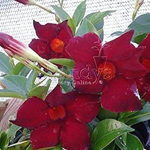 Mandevilla Tropical Plant, Garden Crimson Red Flower, 4 Inch Pot