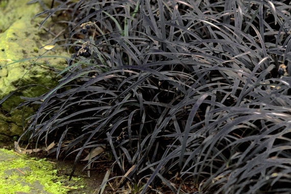 Ophiopogon P. Black Mondo Grass Nigrescens lot of 72 Starter - Etsy