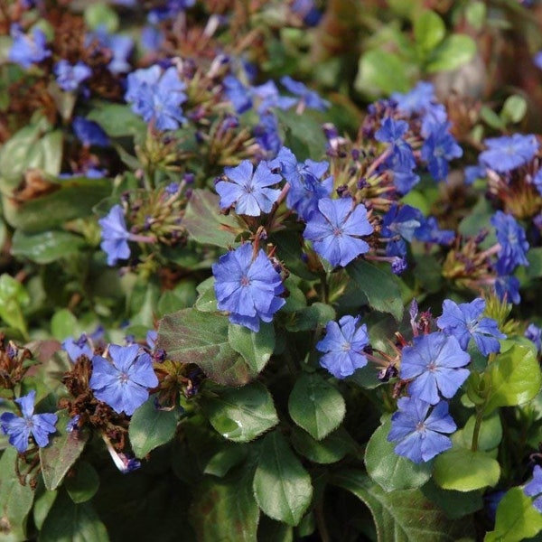 Plumbago Ceratostigma Deep Blue Flower Groundcover Starter Plant, Lot of 2