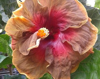 Hibiscus Flower Shrub, Cajun Color Voodoo Magic, Starter Plant