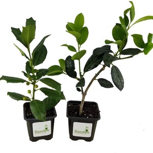 Ilex Evergreen Shrub, Nellie R Stevens Holly, Lot of 2, 3 Inch Pot