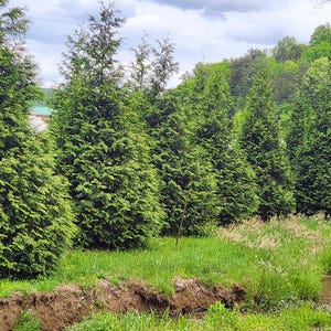 Thuja Green Giant Arborvitae 3 Inch Pot, Lot of 75 Bild 3