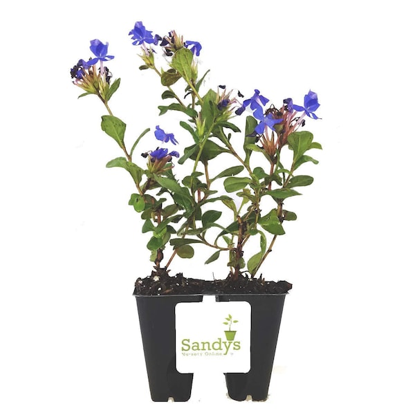 Plumbago Ceratostigma Deep Blue Flower Groundcover Starter Plant, Lot of 2