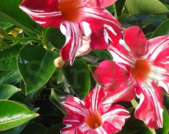 Mandevilla Stars & Stripes Red and White Starter Plant, Lot of 2