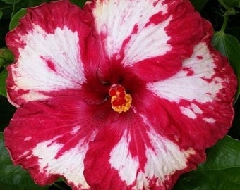 Hibiscus Cajun Color Rim of Fire, Starter Plant