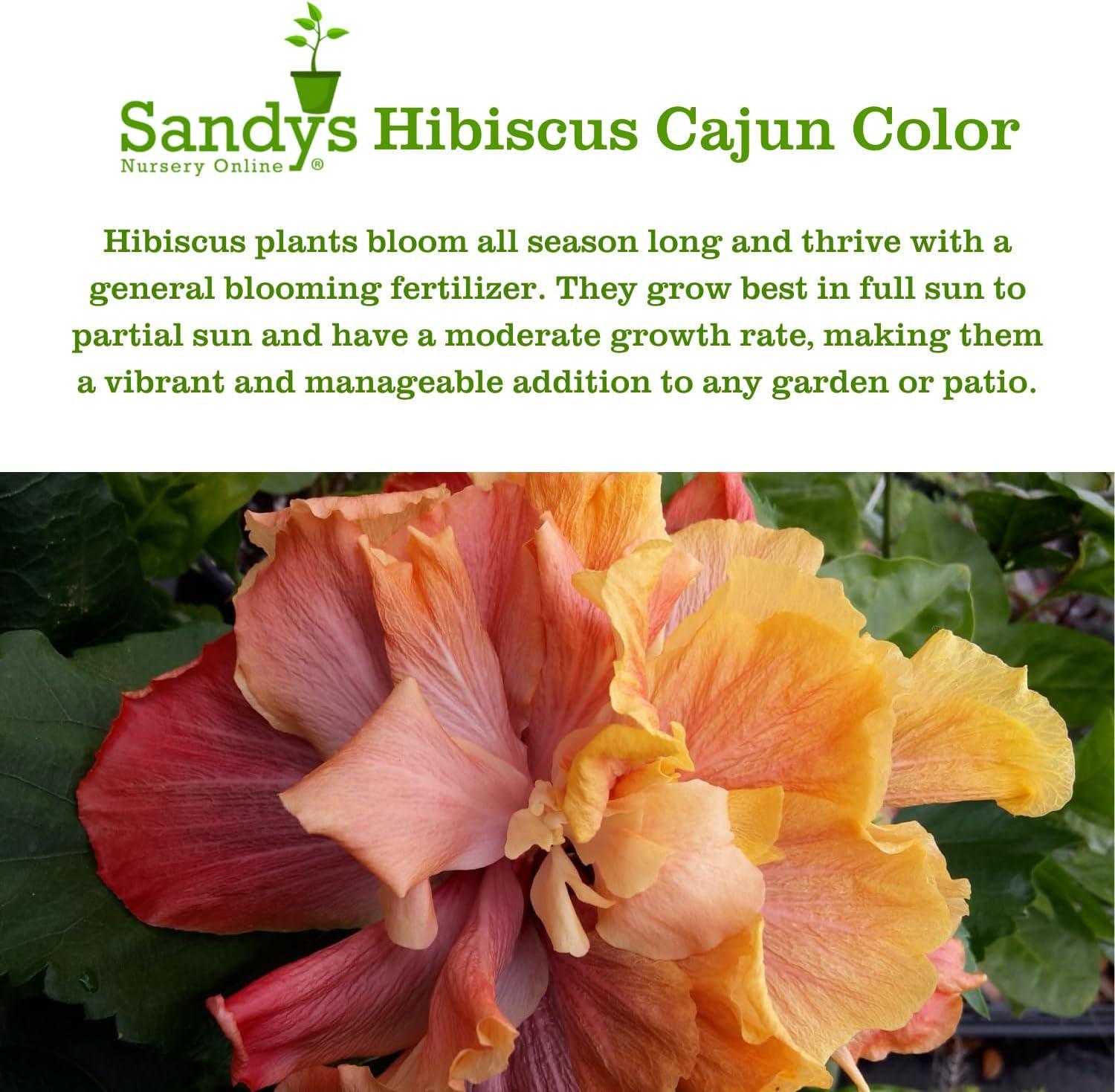 Hibiscus Cajun Color Live Plant, High Definition Starter Plant - Etsy