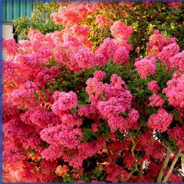 Crape Myrtle Hedge Shrub, Tonto Hot Pink Flowers, Starter Plant