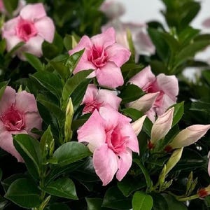 May include: A close-up of a pink flowering plant with green leaves. The plant is in bloom with several pink flowers.