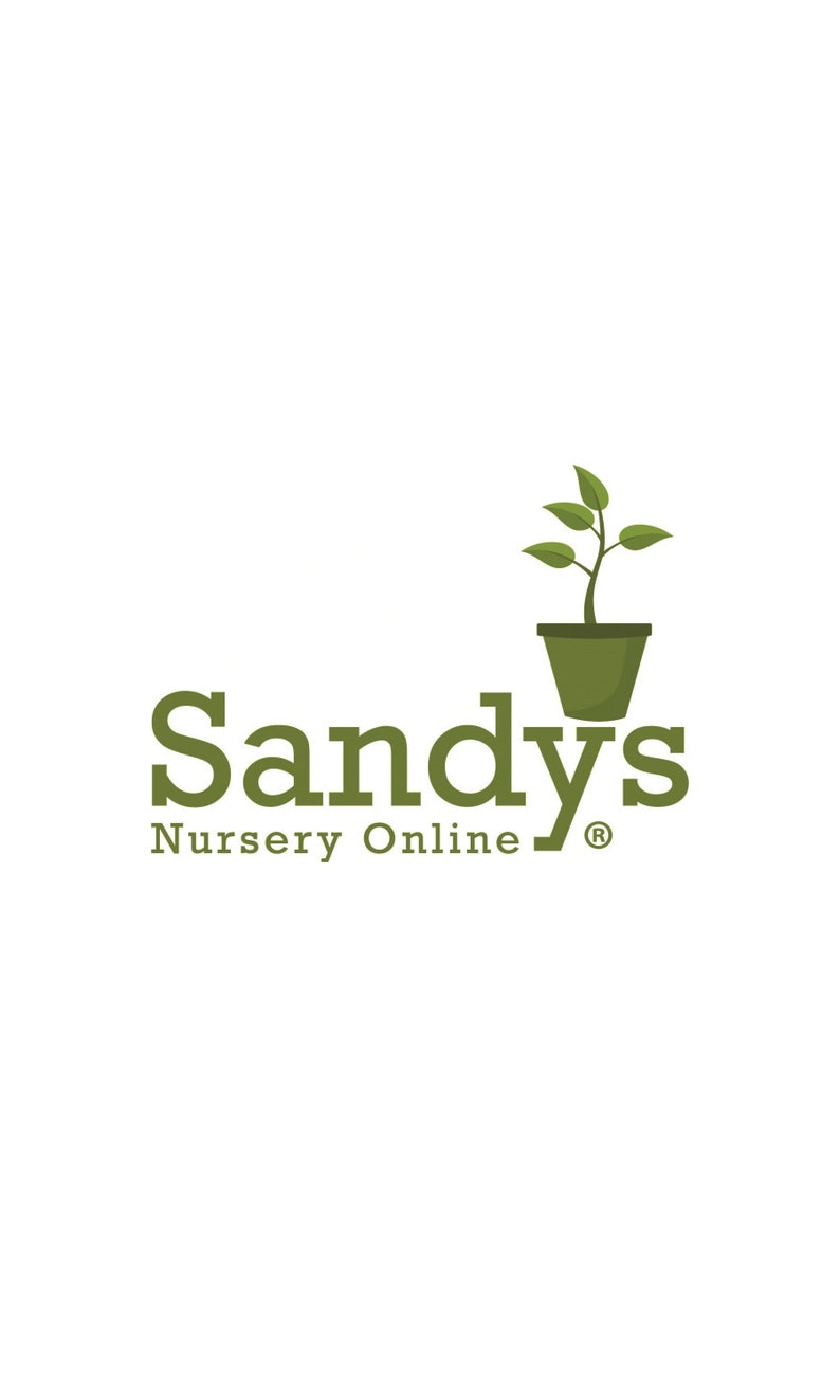 May include: A green plant in a brown pot with the text "Sandy's Nursery Online" below it.