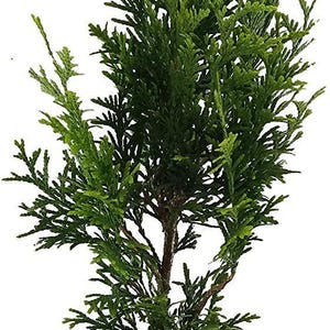 May include: A small, vibrant green evergreen tree in a black plastic pot. The tree has dense, scale-like foliage and a visible brown trunk. The pot has a white label with the text "Sandy's Nursery Online".