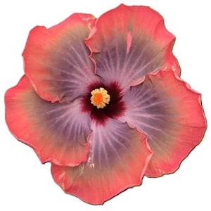 May include: A close-up of a hibiscus flower with overlapping petals. The flower has a vibrant color palette, with shades of pink, purple, and a deep burgundy center. The center features a yellow stamen.
