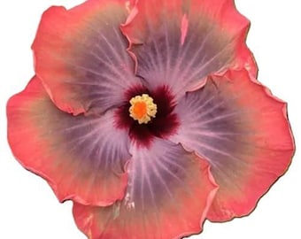 Hibiscus Cajun Color Live Plant, Tropical Flowering, Fifth Dimension Starter Plant