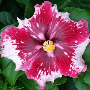 Hibiscus Cajun Color Purple Magic Starter Plant image 1